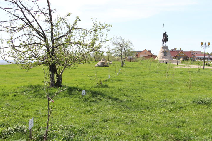 Заложенный четыре года назад яблоневый сад в Елабуге плоды даст не скоро