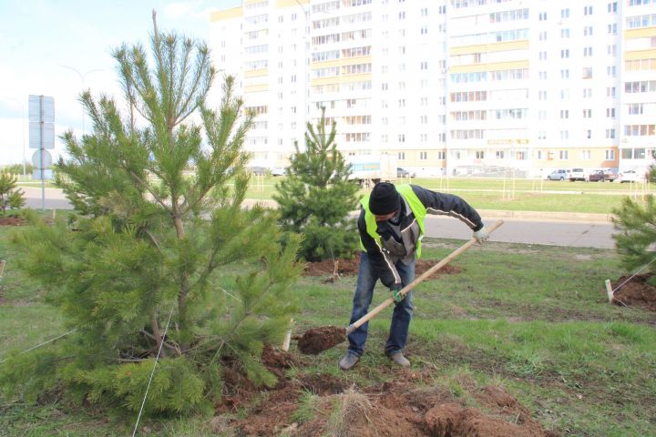 Предприятия Елабуги оказывают помощь городу в высадке деревьев