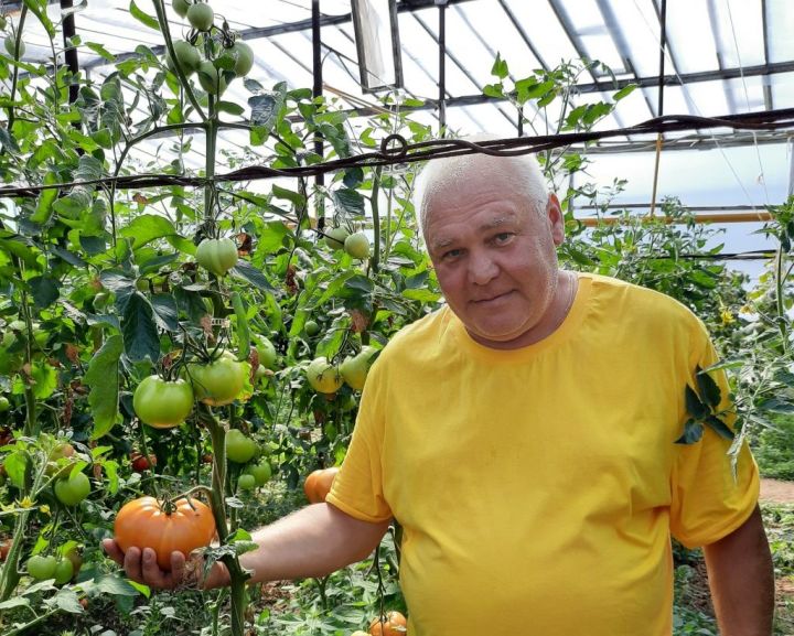 Елабужский фермер выращивает чудо-томаты
