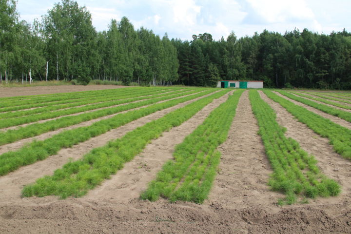 Около 1000 гектаров леса восстановили в Татарстане