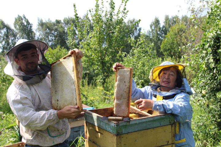 На пасеках Елабужского района проходит откачка меда