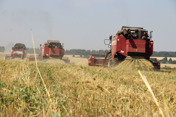 Елабужские аграрии убрали зерновые с площади более чем 7 тысяч гектаров