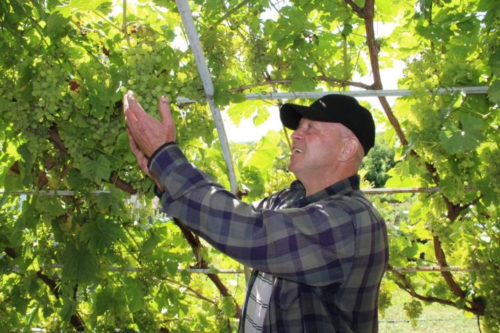 Житель Танайки Владимир Виноградов вырастил больше 40 сортов винограда на своем участке