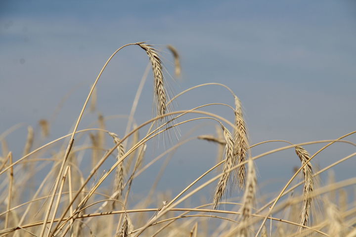 Аграрии Татарстана собрали четвёртый миллион тонн зерна