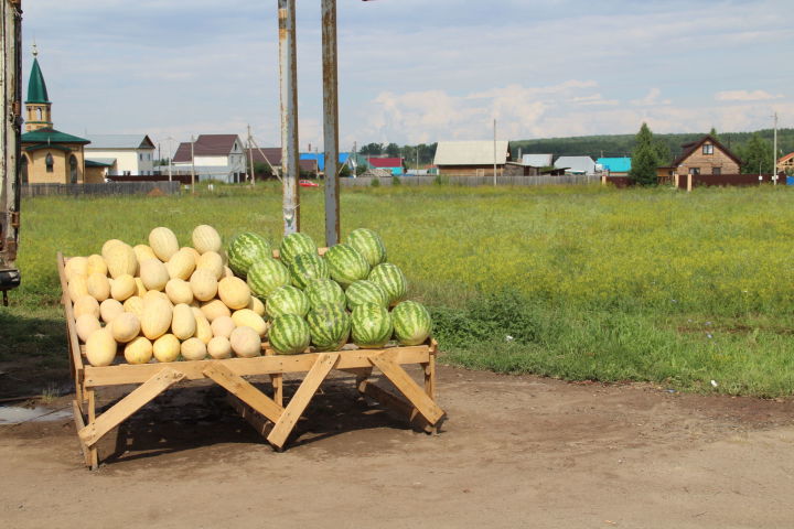 Как выбрать хороший арбуз