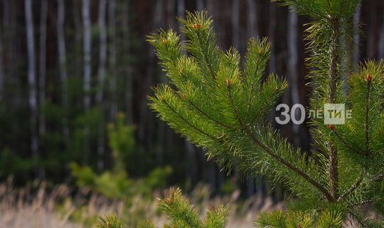 В Татарстане Татарстана выполнили план по лесовосстановлению на 4 года раньше