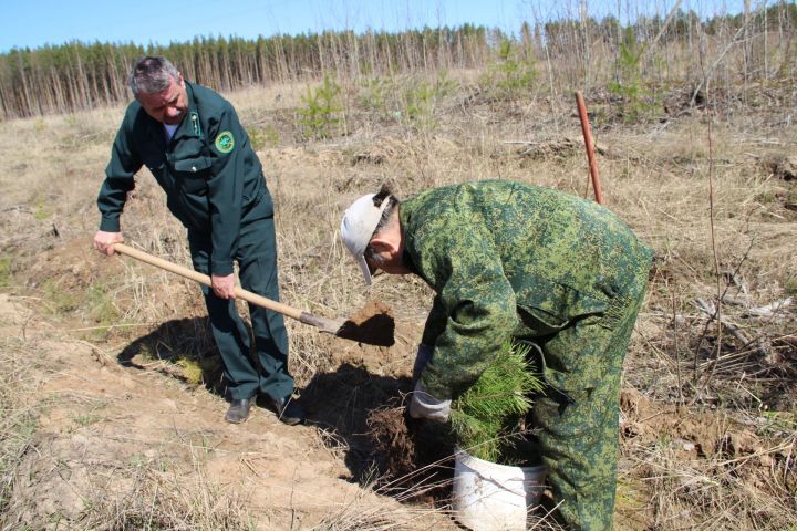 Татарстан перевыполнил план по сохранению лесов