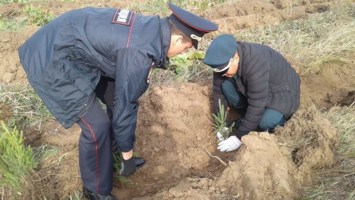 В Елабужском районе в рамках акции "Сохраним лес" высадили более 2 тыс. деревьев