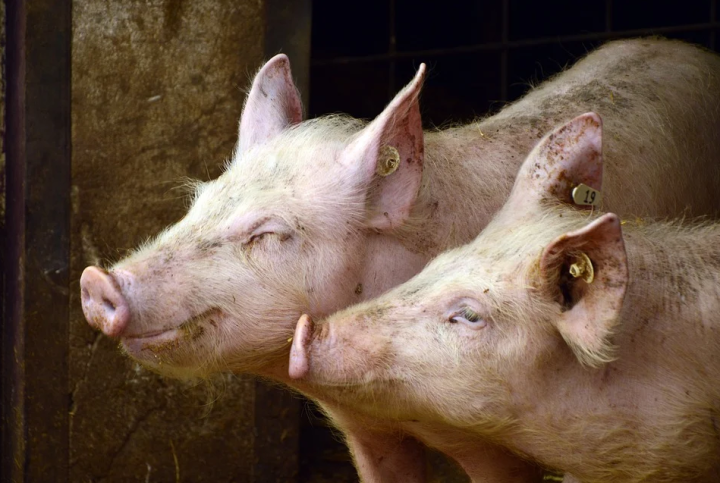 В Елабуге ликвидирован очаг африканской чумы свиней