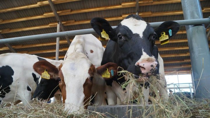 Елабужский район нарастил надой молока на 43%