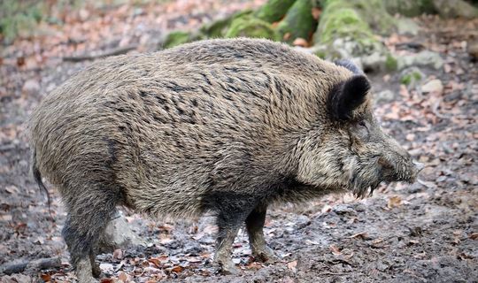 В частных охотхозяйствах Татарстана начали скрещивать кабанов с домашними свиньями