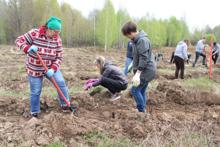 В Татарстане проведено лесовосстановление и лесоразведение на площади 1400 га