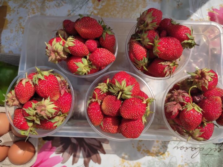 Почем продают ягоды на рынках Елабуги