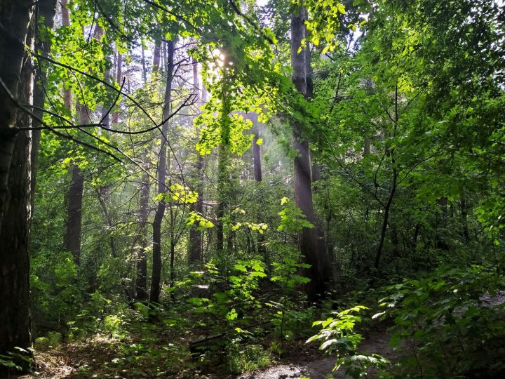 В Елабужском районе введены временные ограничения