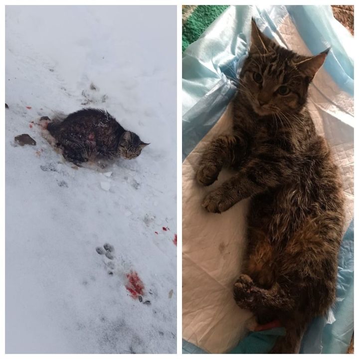 В Елабуге спасли истекающую кровью кошку, которая вмерзла в лед