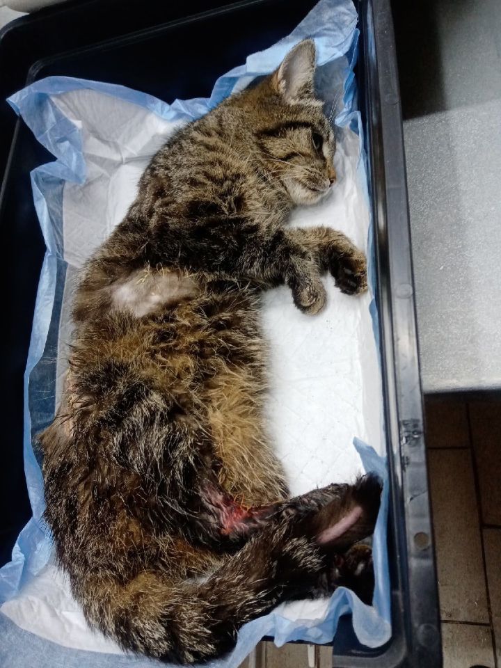 Спасенную в Елабуге кошку прооперировали