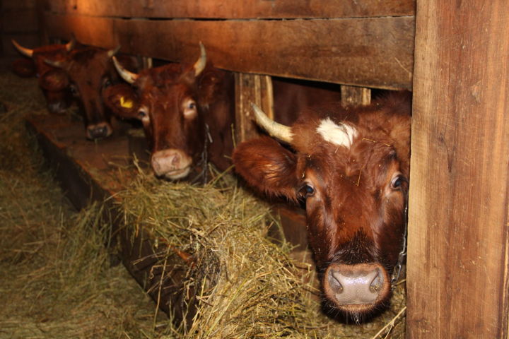 В личных подсобных хозяйства Елабужского района содержатся более 900 голов крупного рогатого скота