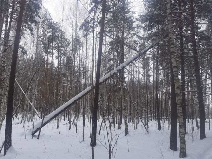 В 2022 году в Татарстане в рамках нацпроекта «Экология» восстановят лес на площади 3,6 тысяч гектаров