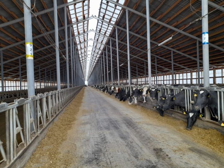 Елабужский район перешагнул рубеж в 75 тонн производства молока в сутки
