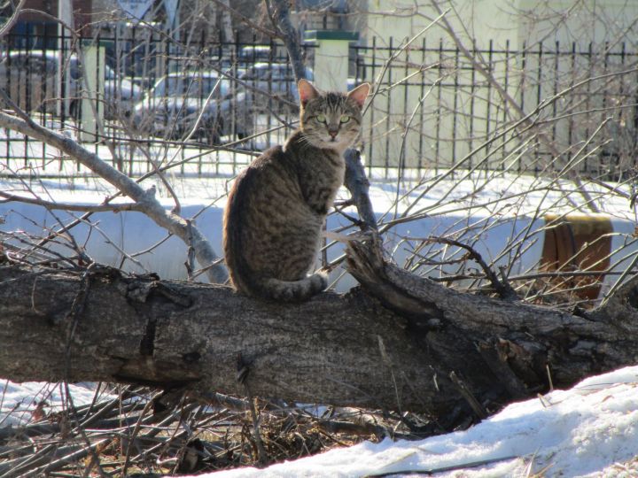 Аномальная жара накроет Россию в декабре. Названы точные даты