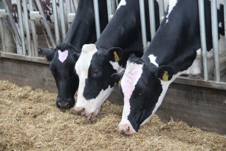 На елабужских фермах ежедневно производят более 71 тонны молока