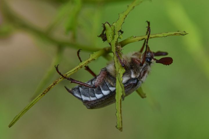 Жители Елабуги отмечают огромное количество майских жуков