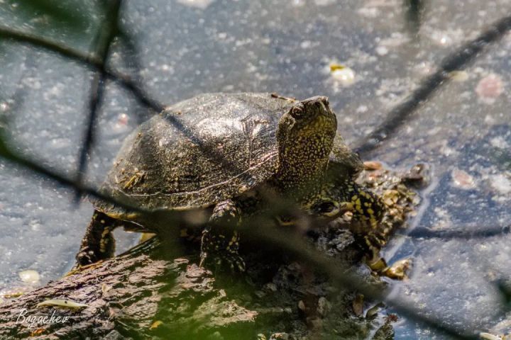 В Татарстане обнаружили редкий вид европейских болотных черепах