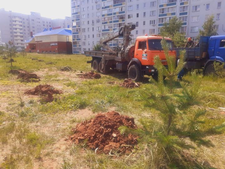 В Елабуге идет механизированная посадка саженцев