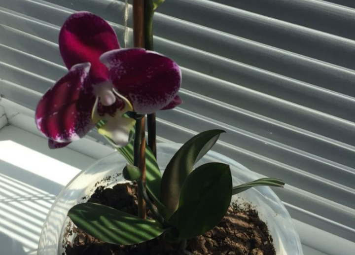 Почему нельзя держать дома орхидеи?