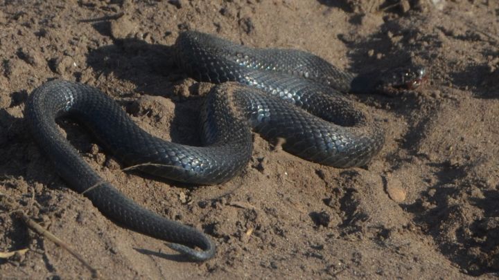 Спасатели предупреждают елабужан об опасности змей
