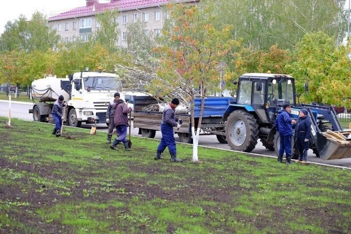 В Елабуге в этом году высадят 900 саженцев деревьев