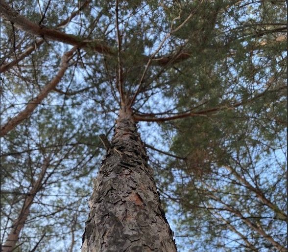 В Татарстане в рамках национального проекта «Экология» готовятся к проведению работ по посадке леса