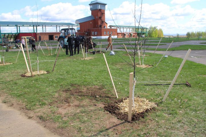 В Елабуге на городском ипподроме высадили пурпурные яблони