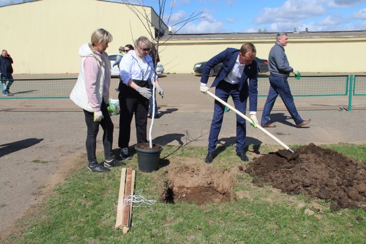 В Елабуге на городском ипподроме высадили пурпурные яблони