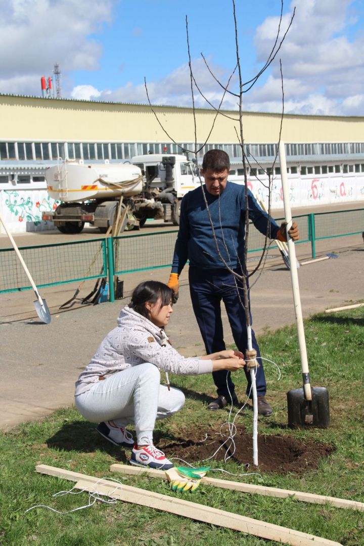 В Елабуге на городском ипподроме высадили пурпурные яблони