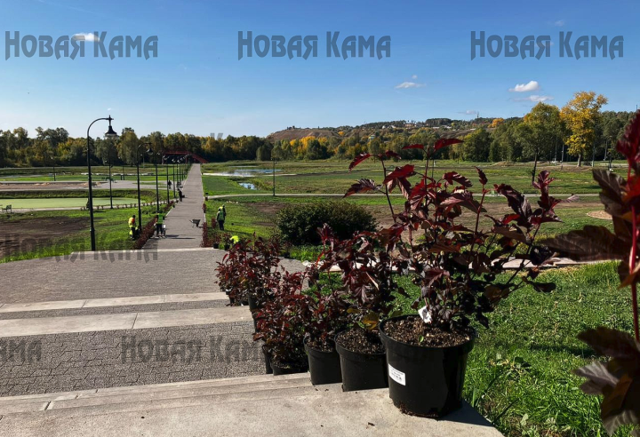 В Елабуге на Шишкинских прудах начали высаживать декоративные кустарники