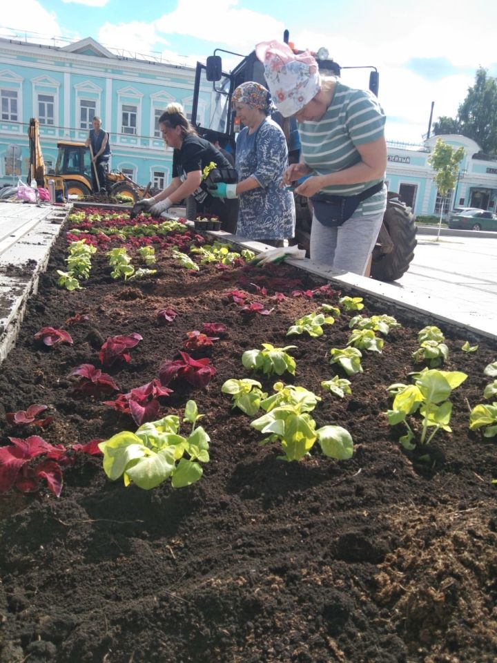 В Елабуге началась высадка более 40 тысяч цветов
