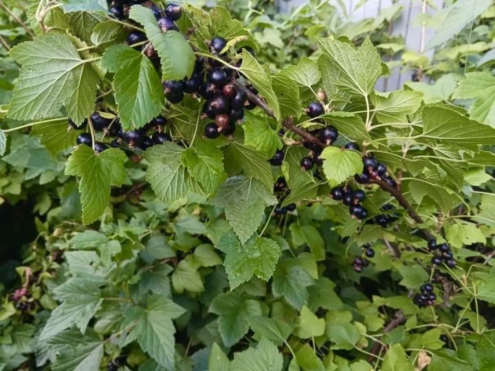 Елабужан приглашают выбрать лучший «Урожайный кадр»