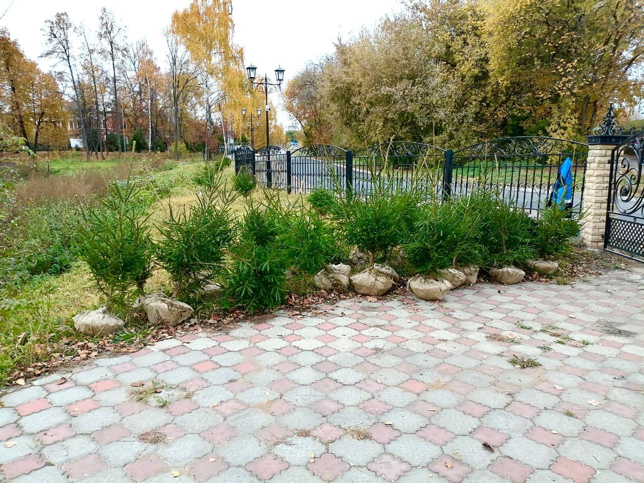 В Елабуге высадили более тысячи деревьев и кустарников