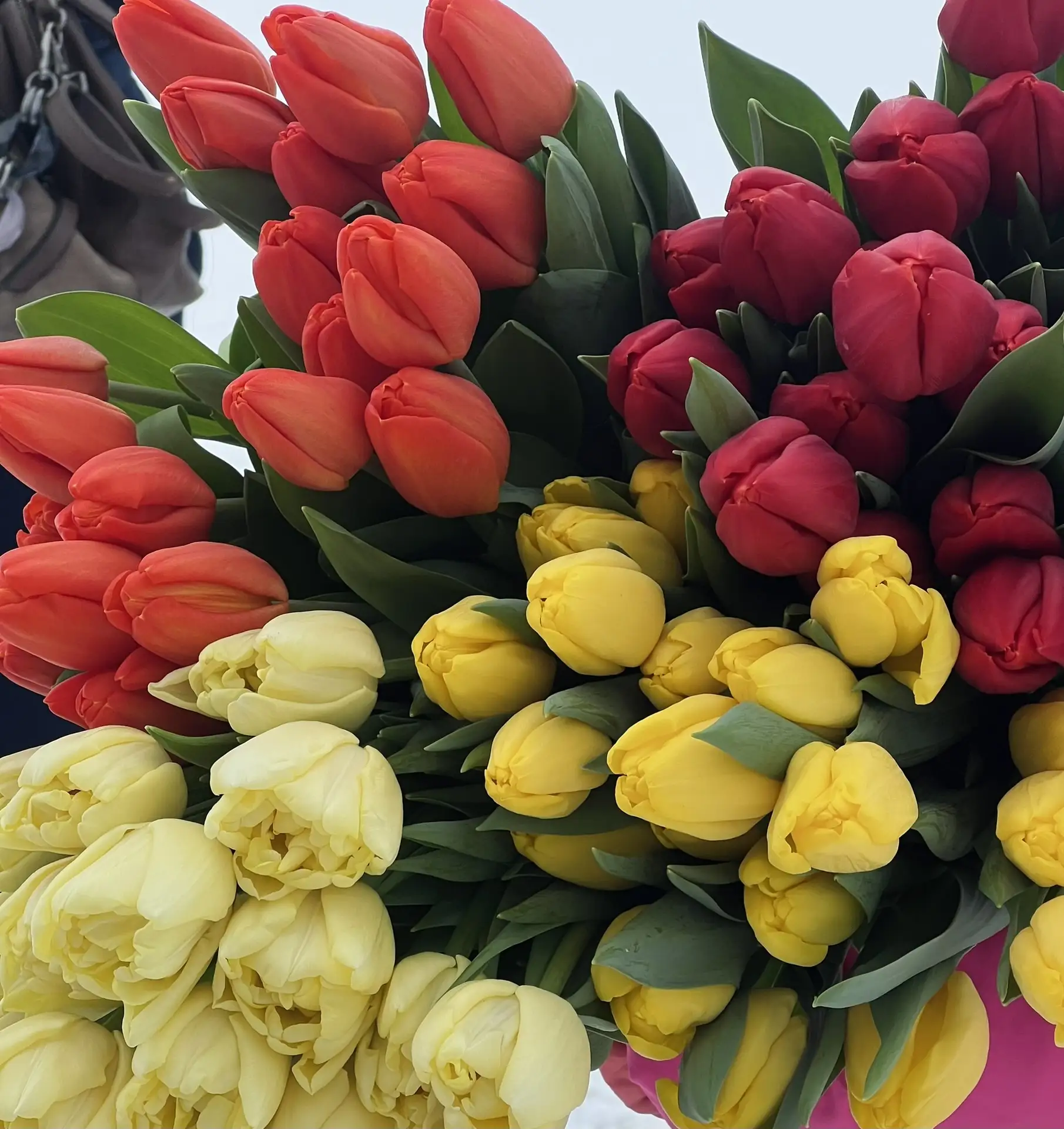 15 сортов тюльпанов к 8 Марта: как учитель из Елабуги стала цветочной феей