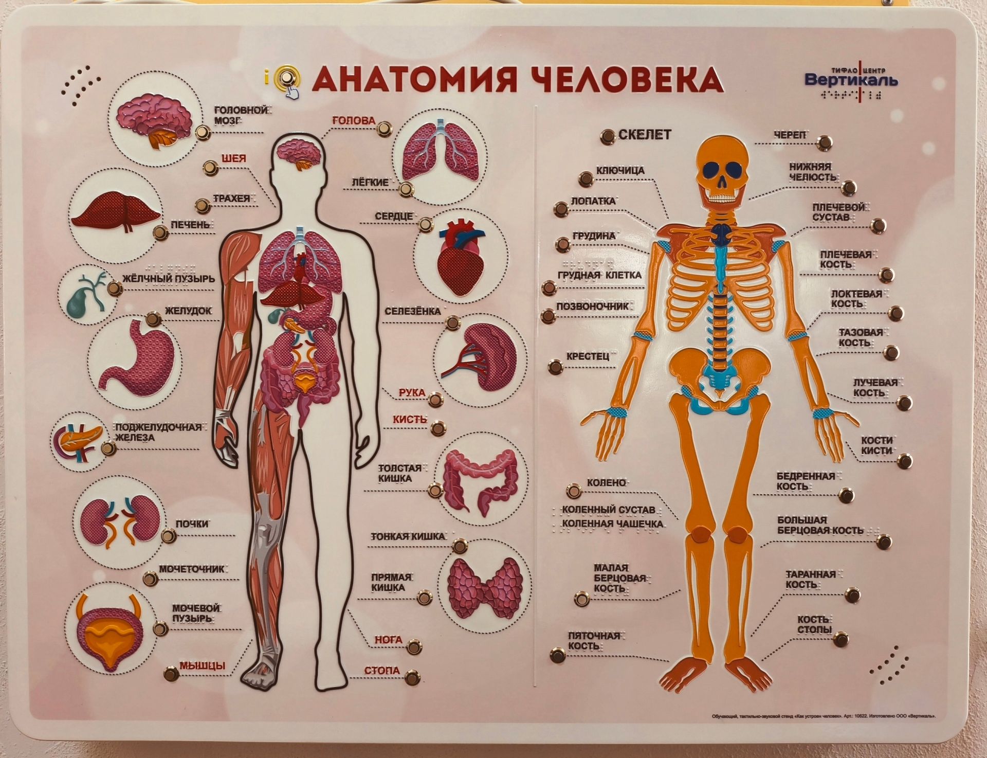 В Музее уездной медицины Елабуги появился инклюзивный стенд по анатомии