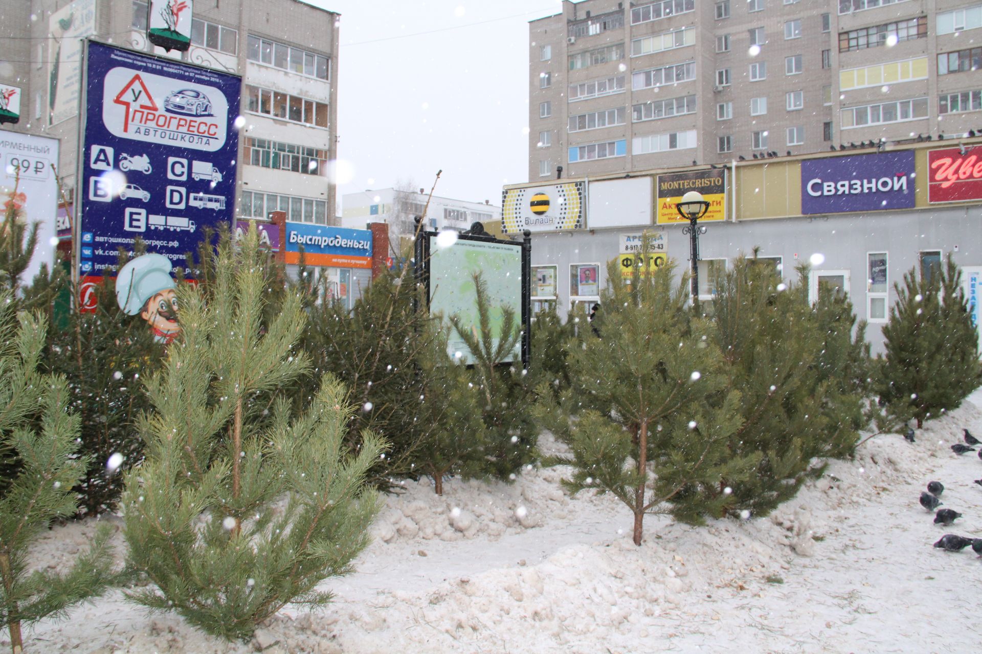 В Елабуге заработали елочные базары