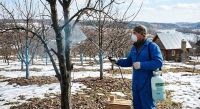 Первая обработка сада весной 2026: чем и когда опрыскивать деревья до распускания почек