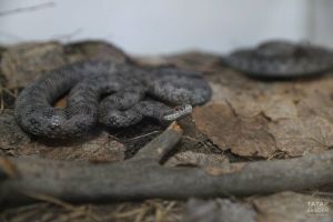 Герпетолог бакча участогын еланнардан ничек сакларга кирәклеген сөйләде