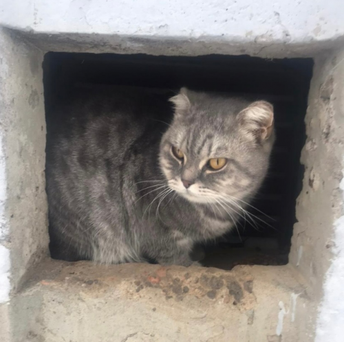 В Елабуге нужна помощь шотландской кошке с обмороженными лапками