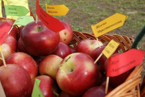 Продукт, который специалисты рекомендуют употреблять в сезон простуд
