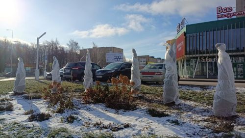 В Елабуге подготовили зеленые насаждения к зимнему периоду