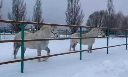 В конноспортивной школе “Кентавр” появились новые лошади