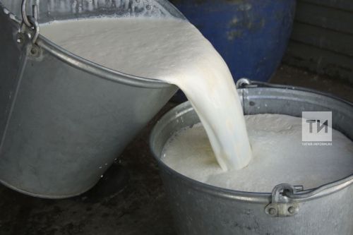 На елабужских фермах сегодня производят 110 тонн молока