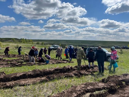 Елабужане в рамках акции «Сад памяти» посадили около 4 тысяч саженцев сосны